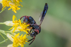Leucospis slossonae