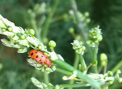 Crioceris duodecimpunctata