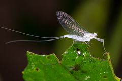 Maccaffertium pulchellum