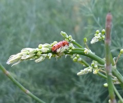 Crioceris duodecimpunctata