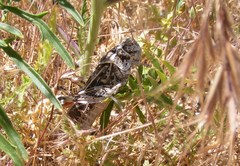 Cratypedes lateritius