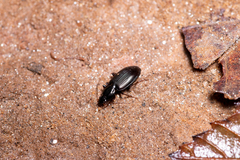 Platynina
