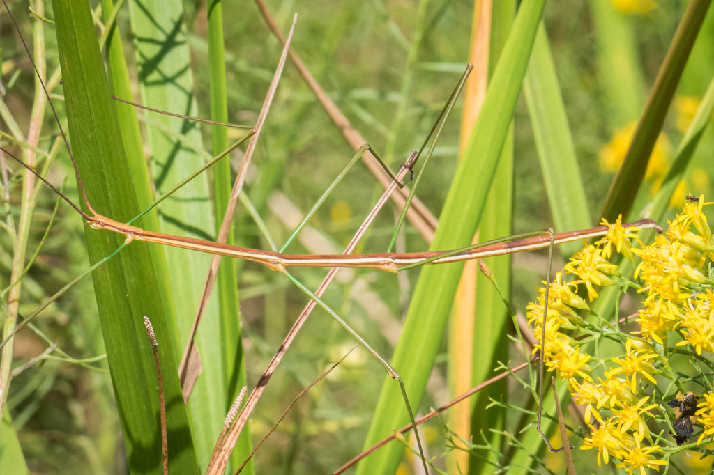 Slender-bodied Walkingstick