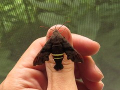 Amphion floridensis