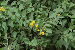 Hymenostephium cordatum