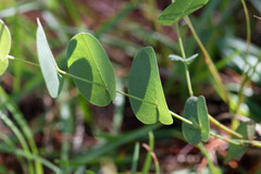 Baptisia perfoliata
