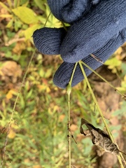 Neolasioptera desmodii