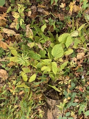 Neolasioptera desmodii