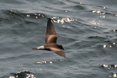 Hydrobates tethys