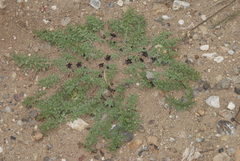 Jaborosa magellanica