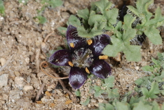 Jaborosa magellanica