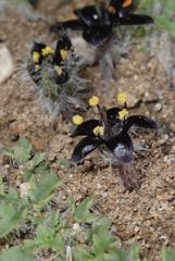 Jaborosa magellanica