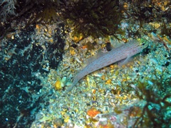 Gobius xanthocephalus