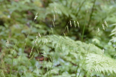 Pleuropogon refractus