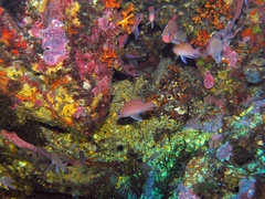Anthias anthias