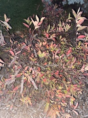 Lysimachia clethroides