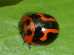 Dicranosterna selene