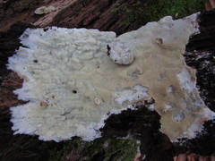 Gloeoporus pannocinctus