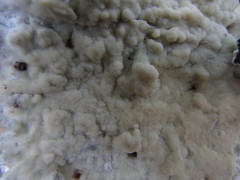 Gloeoporus pannocinctus