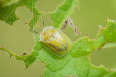Gratiana boliviana