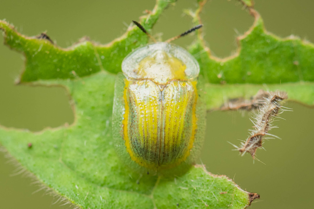 Tropical Soda Apple Leaf Beetle
