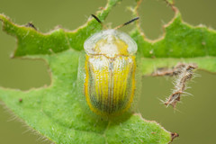 Gratiana boliviana