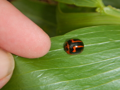 Dicranosterna selene