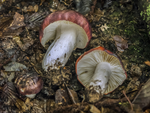 Purple Brittlegill