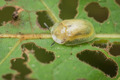 Gratiana boliviana