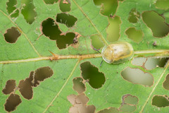 Gratiana boliviana