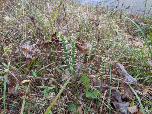 Spiranthes cernua, photograph 4