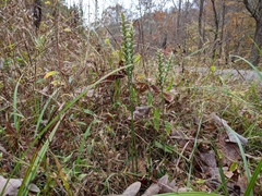 Spiranthes cernua, photograph Elias, CC BY, iNaturalist via GBIF