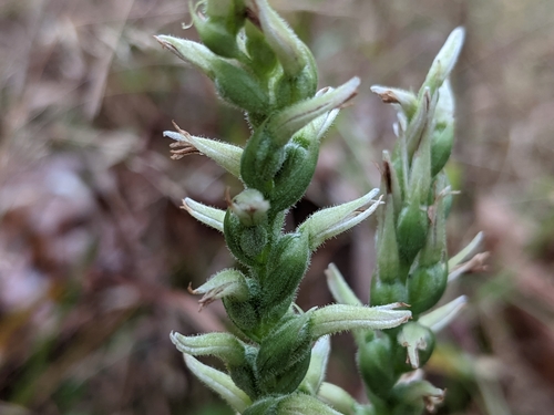 Spiranthes cernua, photograph 6