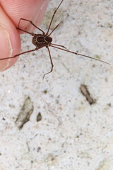 Metavononoides barbacenensis
