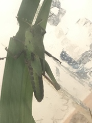 Locusta