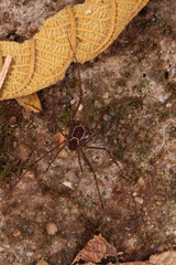 Metavononoides barbacenensis
