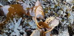 Laminaria digitata