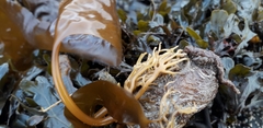 Laminaria digitata