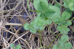 Takydromus tachydromoides