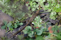 Takydromus tachydromoides