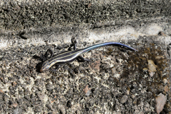 Plestiodon finitimus
