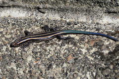 Plestiodon finitimus