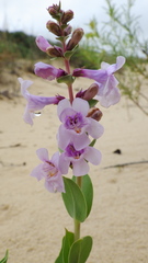 Penstemon buckleyi