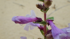 Penstemon buckleyi