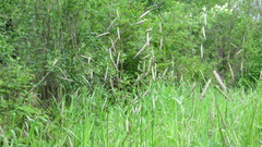 Pleuropogon refractus