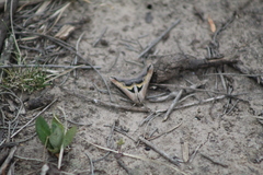 Melipotis bisinuata