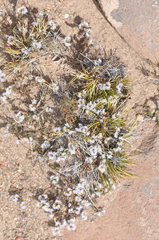 Acanthocladus tehuelchum