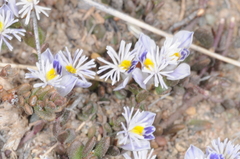 Acanthocladus tehuelchum