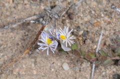 Acanthocladus tehuelchum