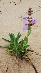 Penstemon buckleyi